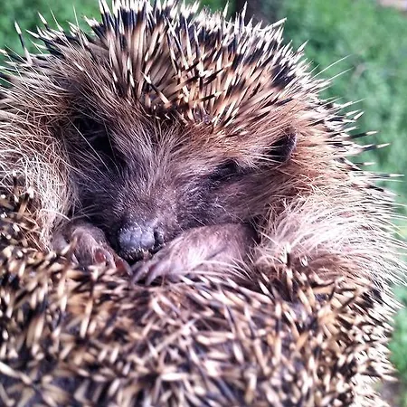 La Tana Del Riccio * Bazzano di Spoleto