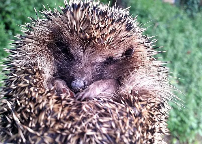 La Tana Del Riccio * Bazzano di Spoleto